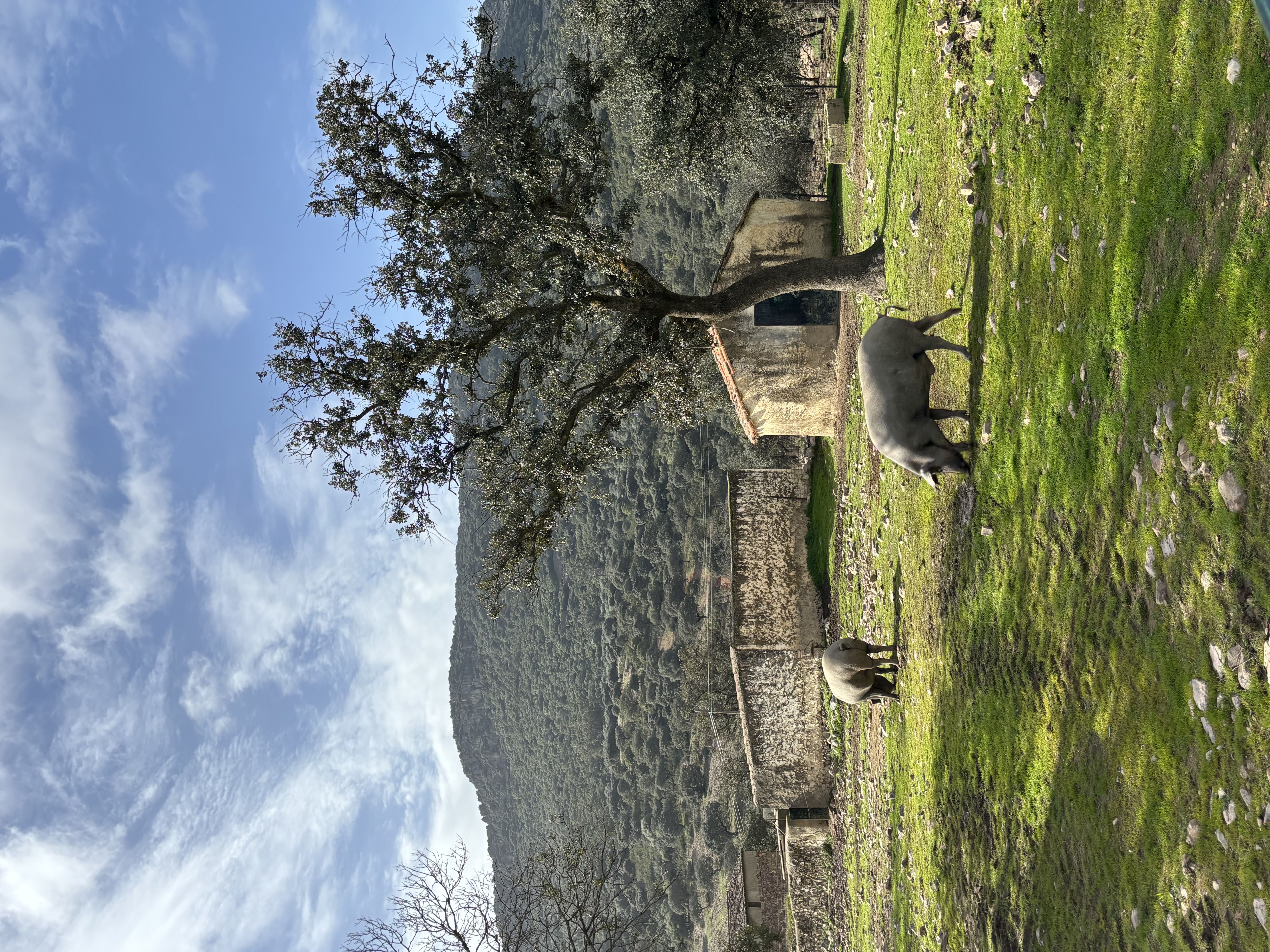 Ibérico pigs grazing near Lake Orellana