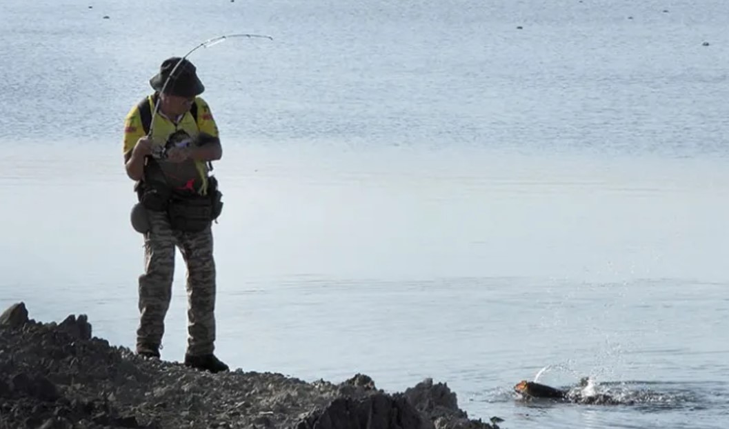 Angler landing a carp from the water at Lake Orellana